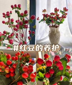 小众送妈妈的花有哪些花