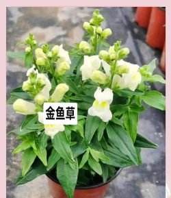 小众送妈妈的花有哪些花