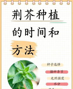 荆芥的种植时间和方法
