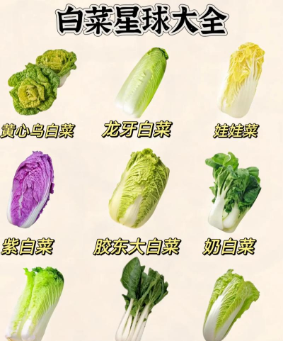 白菜品种有哪些