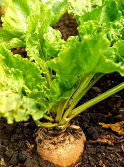 甜菜的种植方法及时间