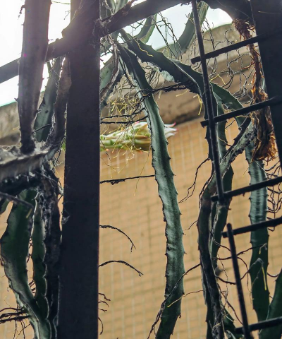 小众送妈妈的花有哪些花