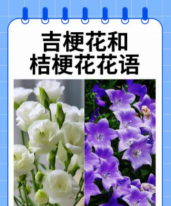 小众送妈妈的花有哪些花