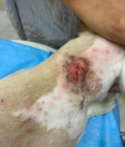 小众送妈妈的花有哪些花