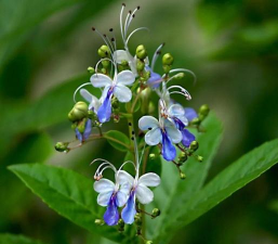 小众送妈妈的花有哪些花