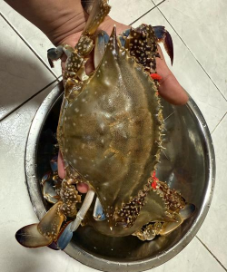 小众送妈妈的花有哪些花