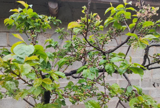 樱桃什么花结的