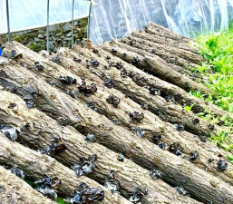 小众送妈妈的花有哪些花