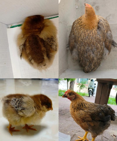 小众送妈妈的花有哪些花