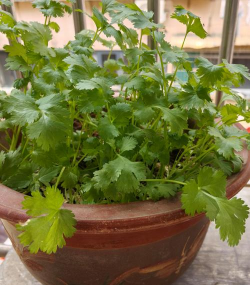 小众送妈妈的花有哪些花