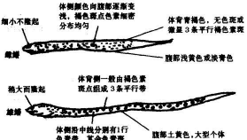 如何识别黄鳝的雌雄