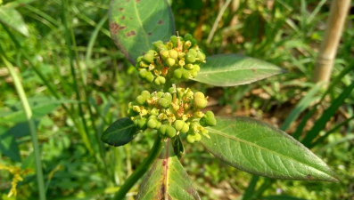 太子参种植技术与栽培管理