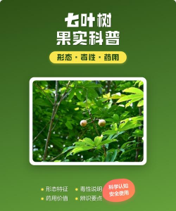 七叶树果实叫什么