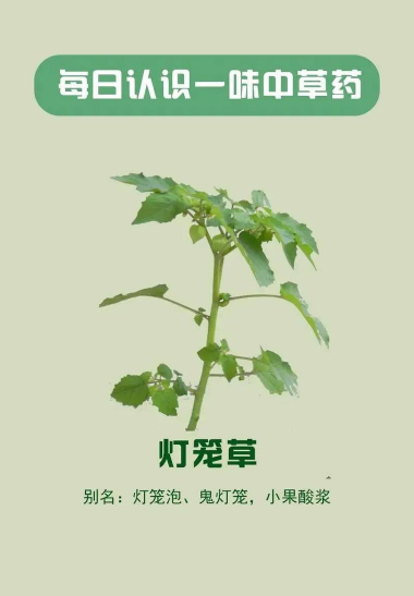 灯笼草可以吃吗