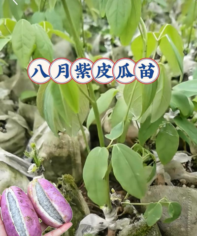 八月瓜种植技术及条件