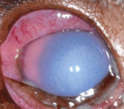 小众送妈妈的花有哪些花