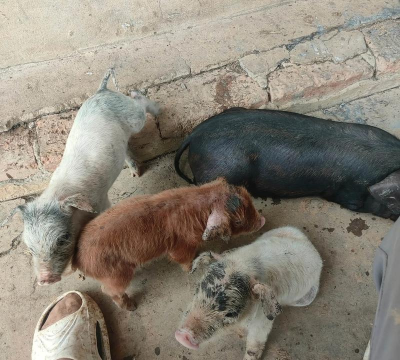 小众送妈妈的花有哪些花