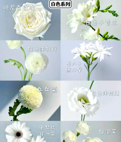 小众送妈妈的花有哪些花