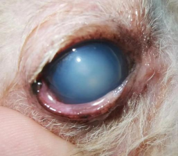 小众送妈妈的花有哪些花