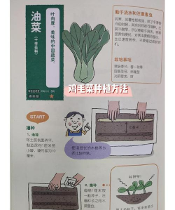 鸡毛菜的种植时间和方法