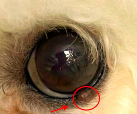 小众送妈妈的花有哪些花