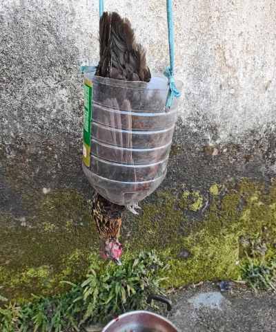 小众送妈妈的花有哪些花