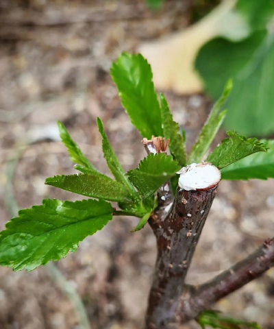 小众送妈妈的花有哪些花