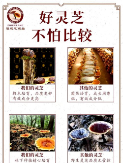 野生灵芝和种植灵芝的区别