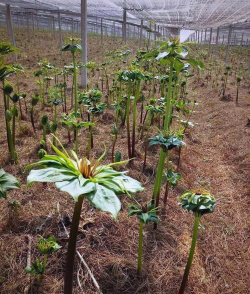 重楼种植技术与栽培管理