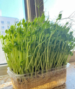 豌豆苗剪了还可以长吗