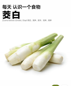 蔬菜茭白是什么