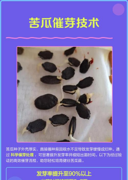 苦瓜籽催芽方法