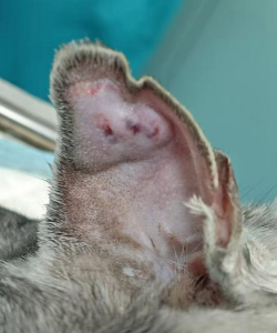 小众送妈妈的花有哪些花