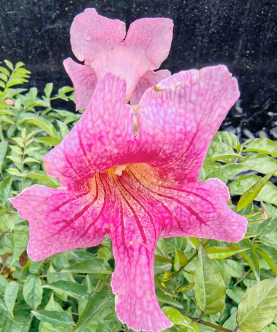 非洲有什么鲜花