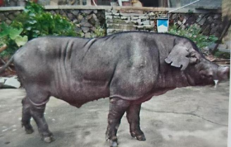 小众送妈妈的花有哪些花