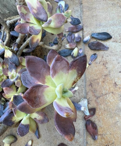 小众送妈妈的花有哪些花