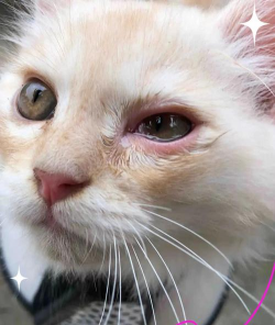 小众送妈妈的花有哪些花