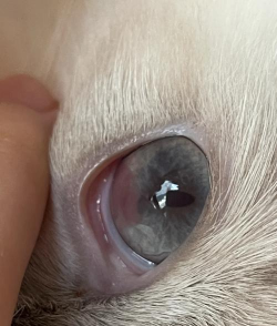 小众送妈妈的花有哪些花