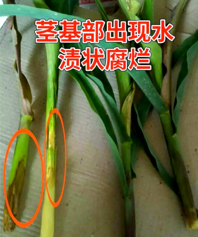 小众送妈妈的花有哪些花