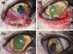 小众送妈妈的花有哪些花