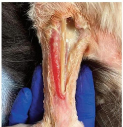 小众送妈妈的花有哪些花