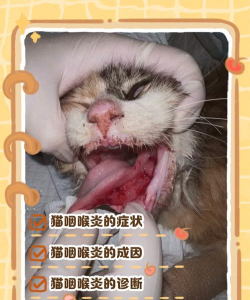猫扁桃体炎