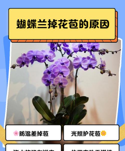 小众送妈妈的花有哪些花