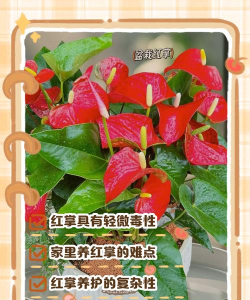 小众送妈妈的花有哪些花