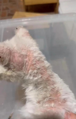 小众送妈妈的花有哪些花