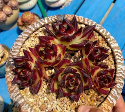 小众送妈妈的花有哪些花