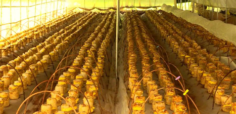 小众送妈妈的花有哪些花