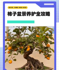 柿子树适合在室内养吗