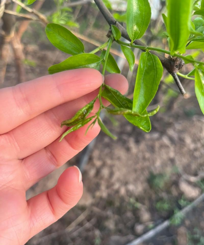小众送妈妈的花有哪些花