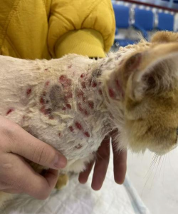 小众送妈妈的花有哪些花